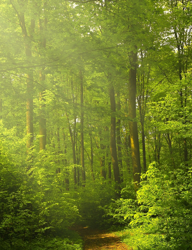 Going Green To Save Money | Gogreen
